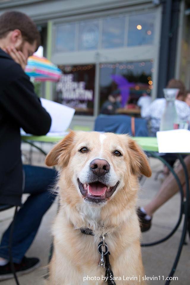 st louis dog friendly restaurants